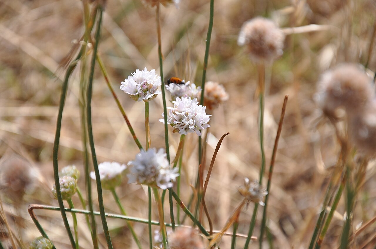 Armeria arenaria: Candelas ( Armeria arenaria subps. segoviensis ), La Torre-Ávila, España.