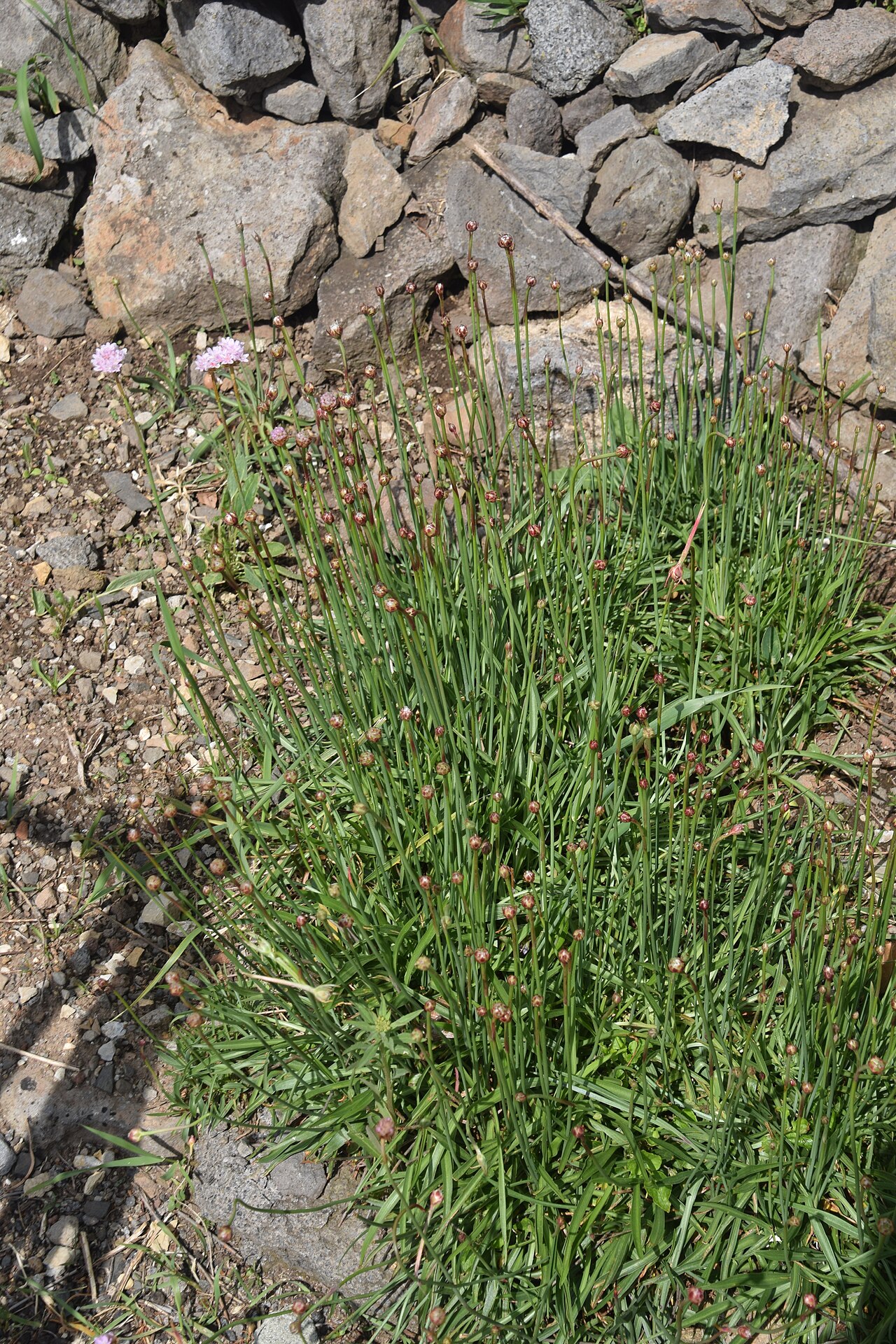 Armeria arenaria: Armeria arenaria in Jardin Botanique de l'Aubrac, commune of Saint-Chély-d'Aubrac, Aveyron, France