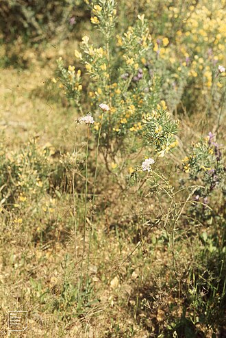 Armeria arenaria: Maritime Pine Forest