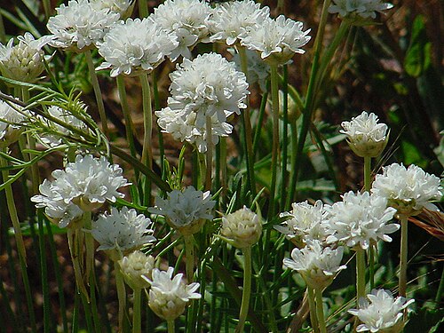 Armeria arenaria: Arméria faux Plantain