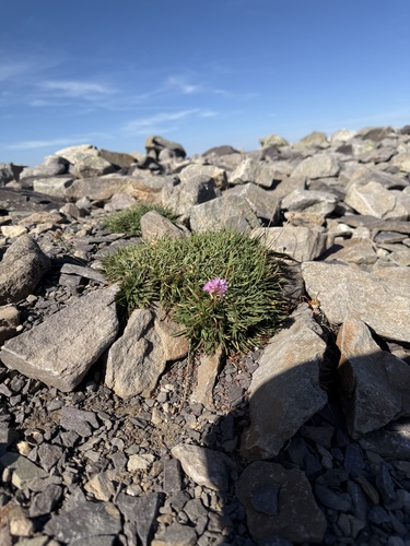 Armeria bigerrensis (Armeria bigerrensis)