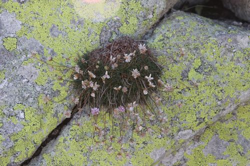 Armeria bigerrensis (Armeria bigerrensis)