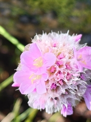 Armeria bigerrensis (Armeria bigerrensis)