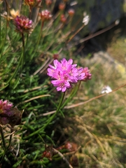 Armeria bigerrensis (Armeria bigerrensis)