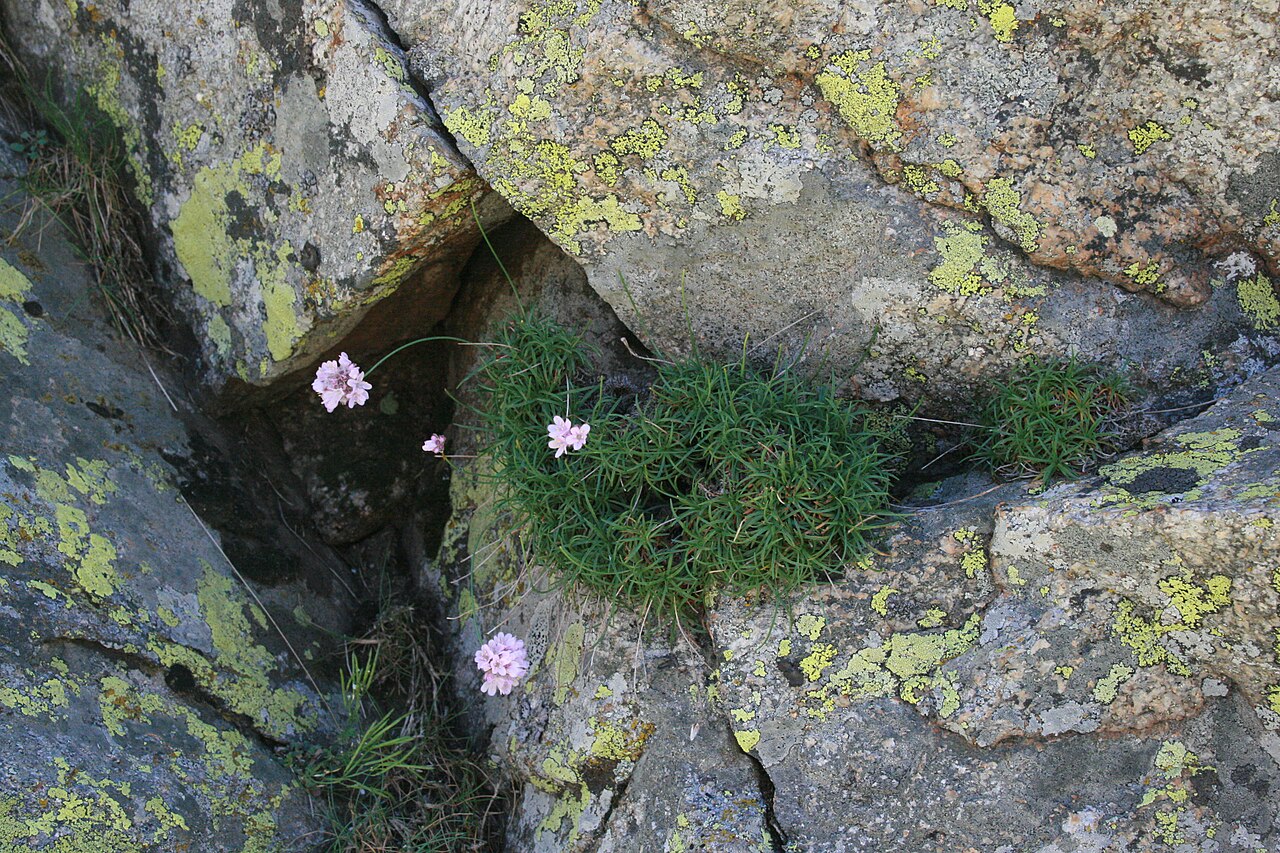 Armeria bigerrensis: Flora (gen. Armeria ) en las inmediaciones de la Laguna Grande del Circo de Gredos en la Sierra de Gredos. España. Armeria bigerrensis subsp. bigerrensis (Pau e