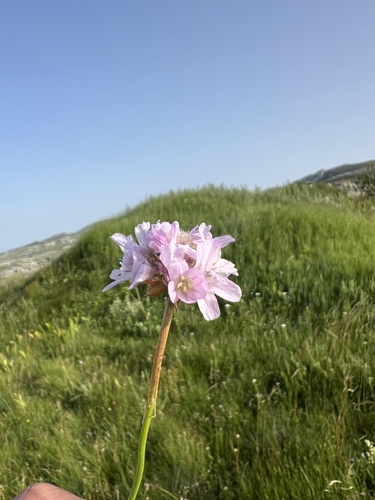 Armeria canescens (Armeria canescens)