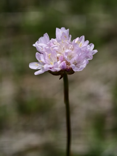 Armeria canescens (Armeria canescens)