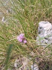 Armeria canescens (Armeria canescens)
