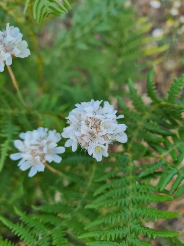 Armeria canescens (Armeria canescens)