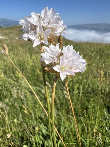Armeria canescens (Armeria canescens)