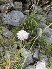 Armeria canescens (Armeria canescens)