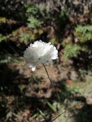 Armeria canescens (Armeria canescens)