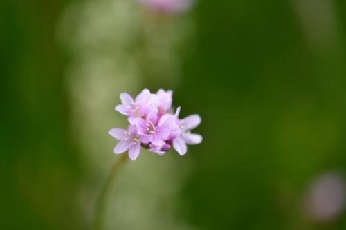 Armeria canescens (Armeria canescens)
