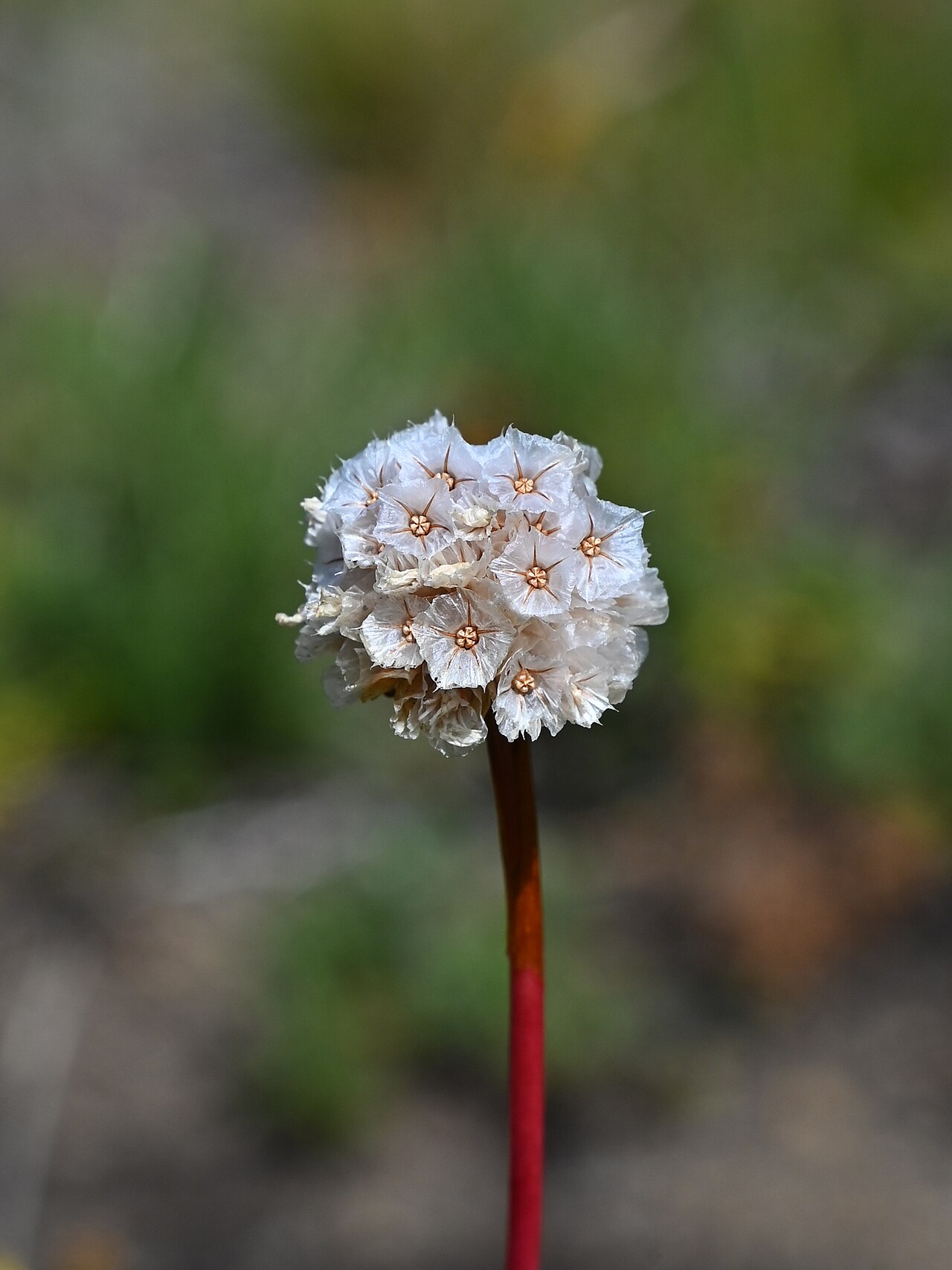 Armeria curvifolia: Armeria curvifolia 7 km NW from Lonquimay, Araukania, Chile