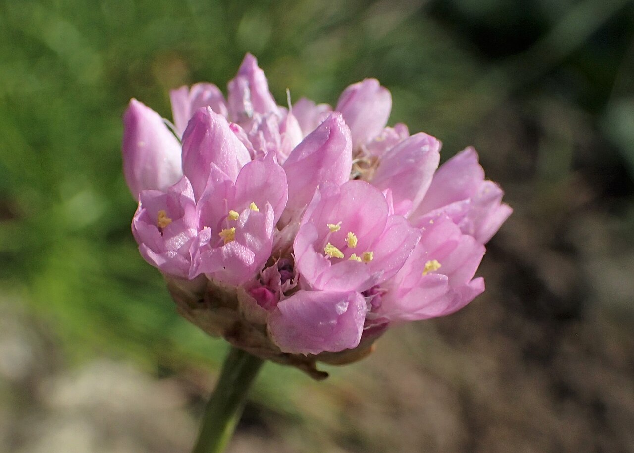 Armeria curvifolia: Armeria curvifolia in the UMCS Botanical Garden in Lublin