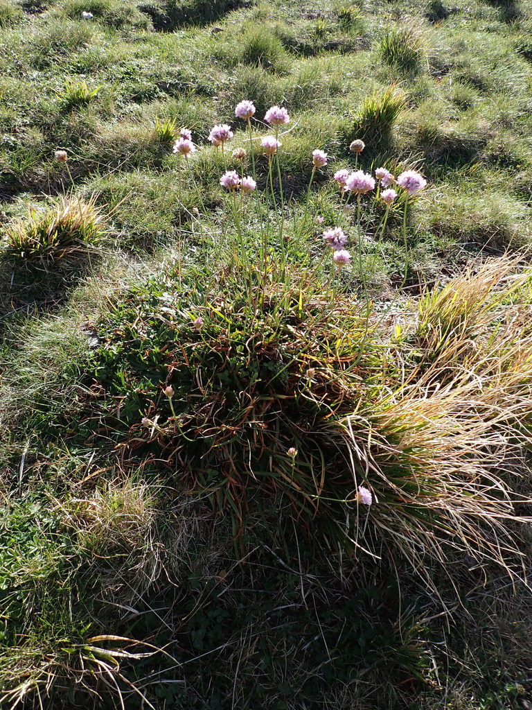 Armeria denticulata (Armeria denticulata)