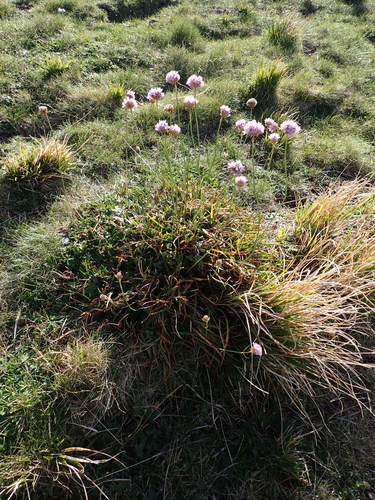 Armeria denticulata (Armeria denticulata)