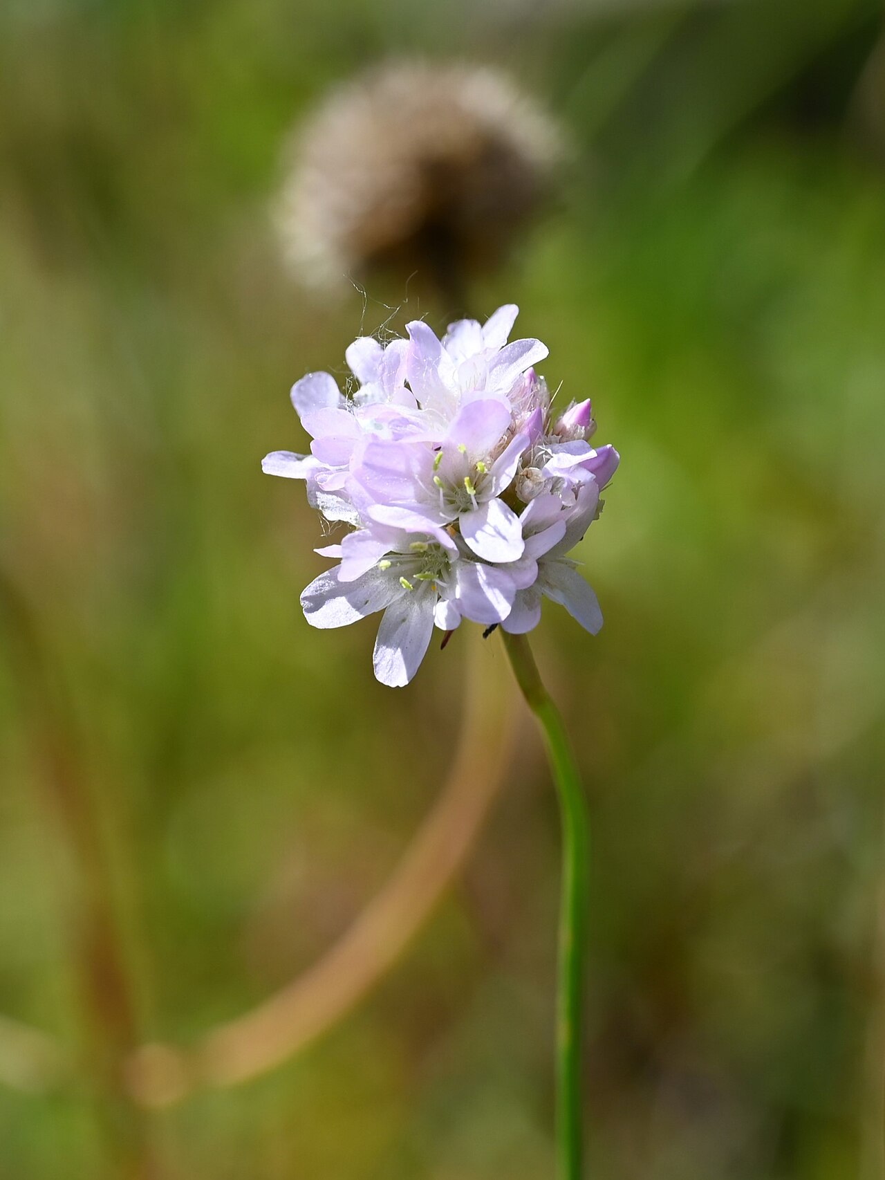 Armeria denticulata: Armeria denticulata in the Botanischer Garten, Berlin-Dahlem