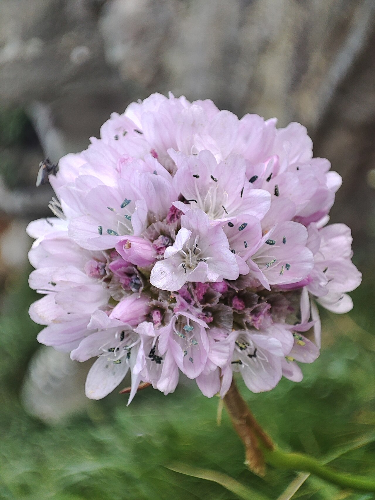Armeria euscadiensis: Armeria euscadiensis in Spain