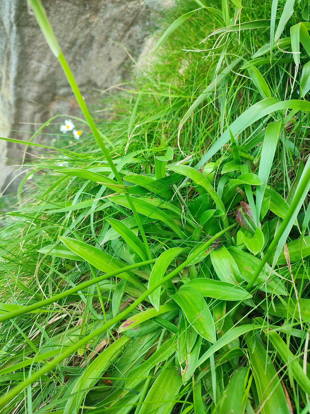 Armeria euscadiensis: Armeria euscadiensis in Spain