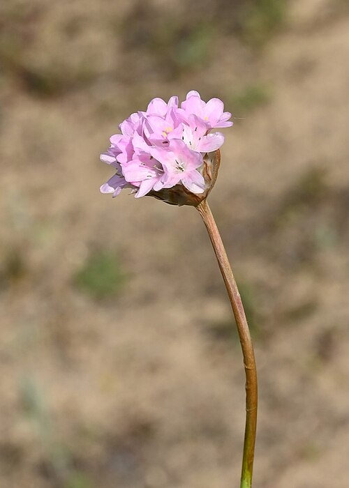 Armeria gaditana: Armeria gaditana in Jardín Botánico Dunas del Odiel, SW Spain