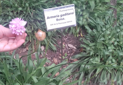 Armeria gaditana: Armeria gaditana