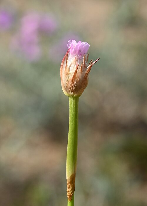 Armeria gaditana: Armeria gaditana in Jardín Botánico Dunas del Odiel, SW Spain