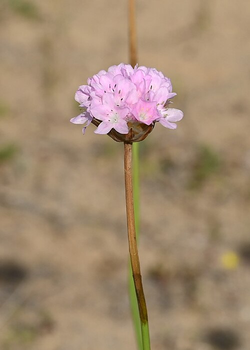 Armeria gaditana: Armeria gaditana in Jardín Botánico Dunas del Odiel, SW Spain