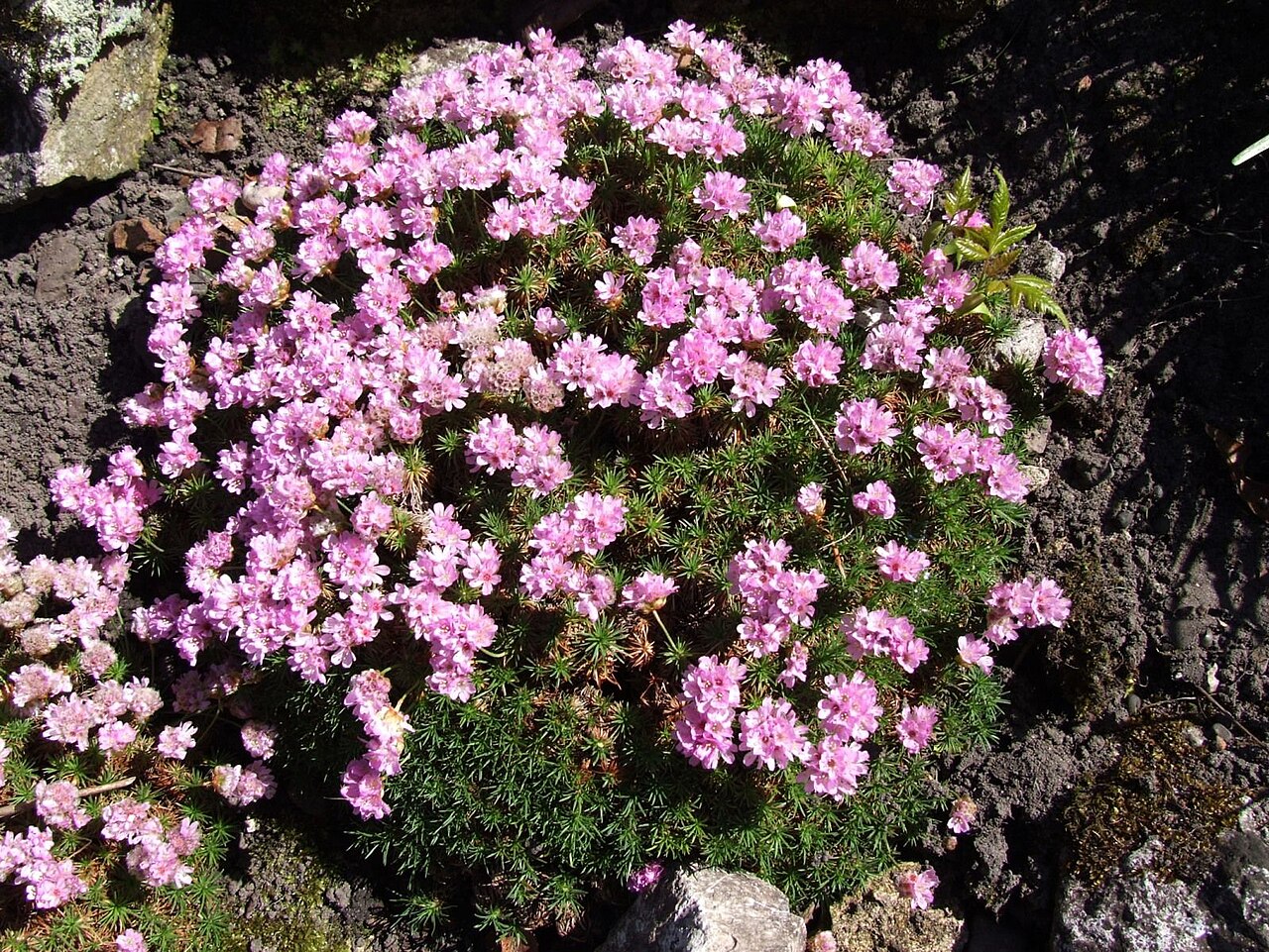 Armeria leucocephala: Armeria juniperifolia
