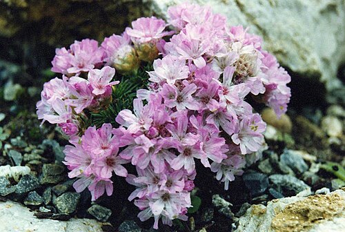 Armeria leucocephala: Armeria juniperifolia 'Bevan's Variety'