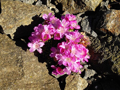 Armeria leucocephala: Armeria juniperifolia 'Bevan's Variety'