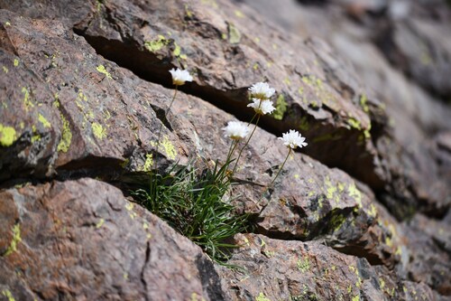 Armeria leucocephala (Armeria leucocephala)