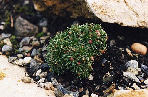 Armeria leucocephala: Armeria juniperifolia 'Bevan's Variety'