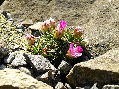 Armeria leucocephala: Armeria juniperifolia 'Bevan's Variety'