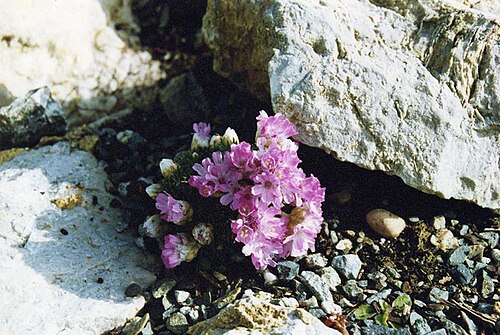 Armeria leucocephala: Armeria juniperifolia 'Bevan's Variety'