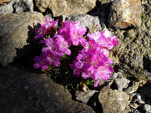 Armeria leucocephala: Armeria juniperifolia 'Bevan's Variety'