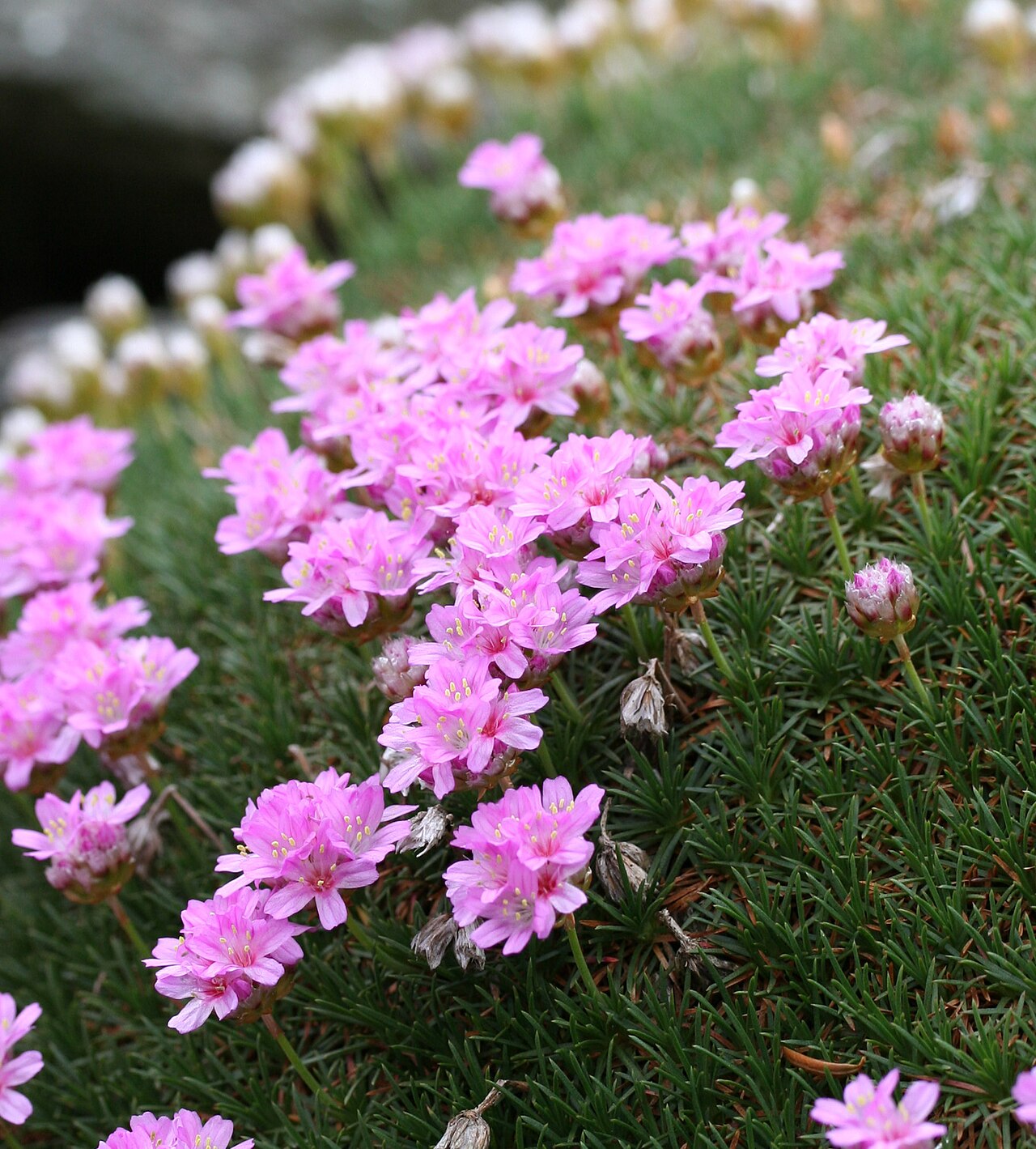 Armeria leucocephala: Armeria juniperifolia im Botanischen Garten Dresden