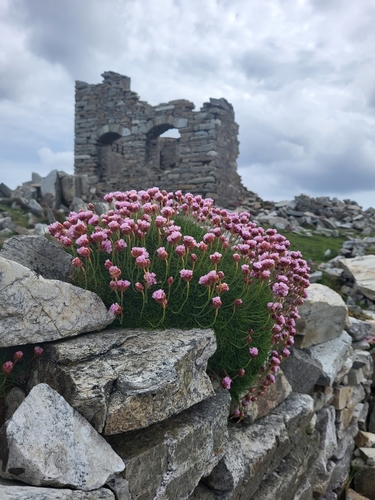 Thrift seapink (Armeria maritima)