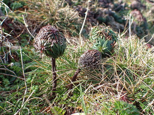 Thrift seapink (Armeria maritima)
