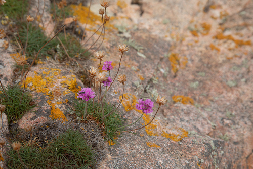 Thrift seapink (Armeria maritima)