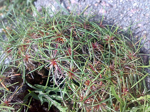 Thrift seapink: Armeria maritima Sögne, Norway