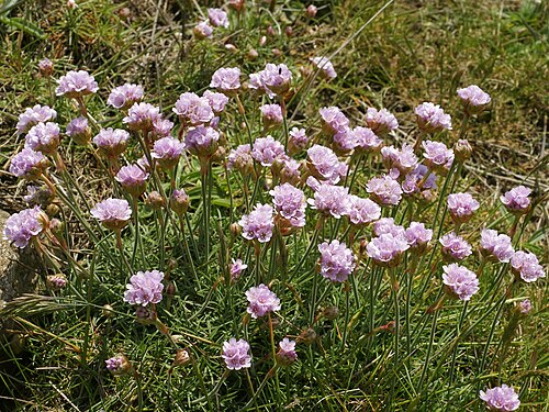 Thrift seapink: Thrift seapink at Boulogne sur Mer, France