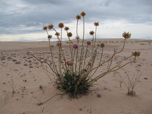Thrift seapink (Armeria maritima)