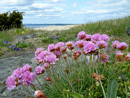 Thrift seapink: Sommer på Mølen i Larvik kommune