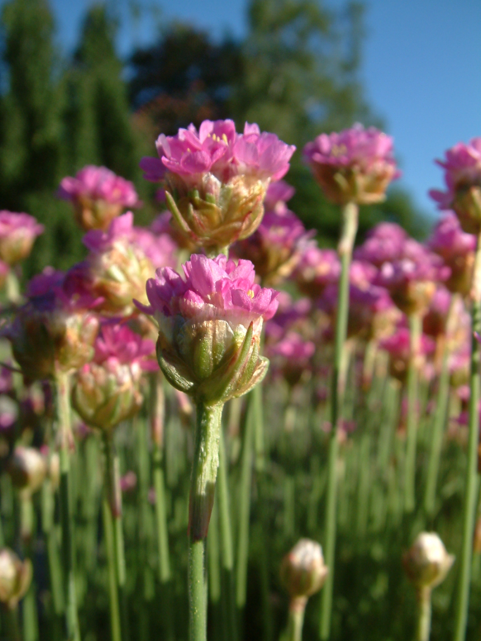 Thrift seapink (Armeria maritima)