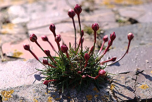 Thrift seapink: Buds of Armeria maritima, North Sea, Germany, Burhave, Butjadingen