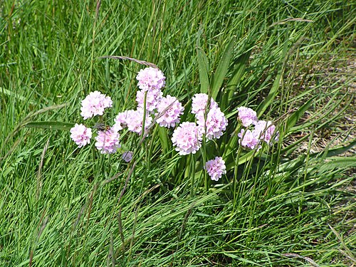 Thrift seapink: Armeria maritima in saltmarsh .