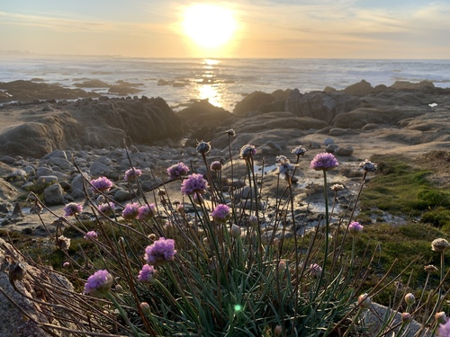 Thrift seapink (Armeria maritima)