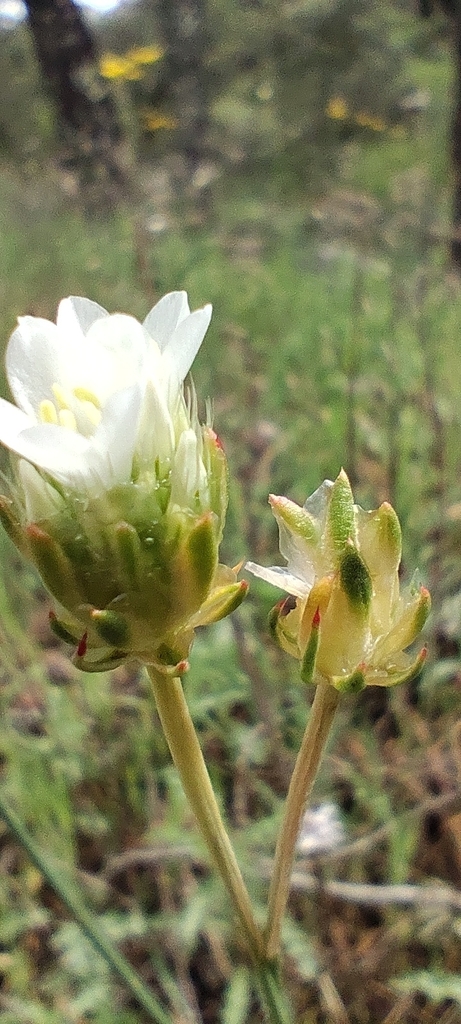 Armeria pauana (Armeria pauana)