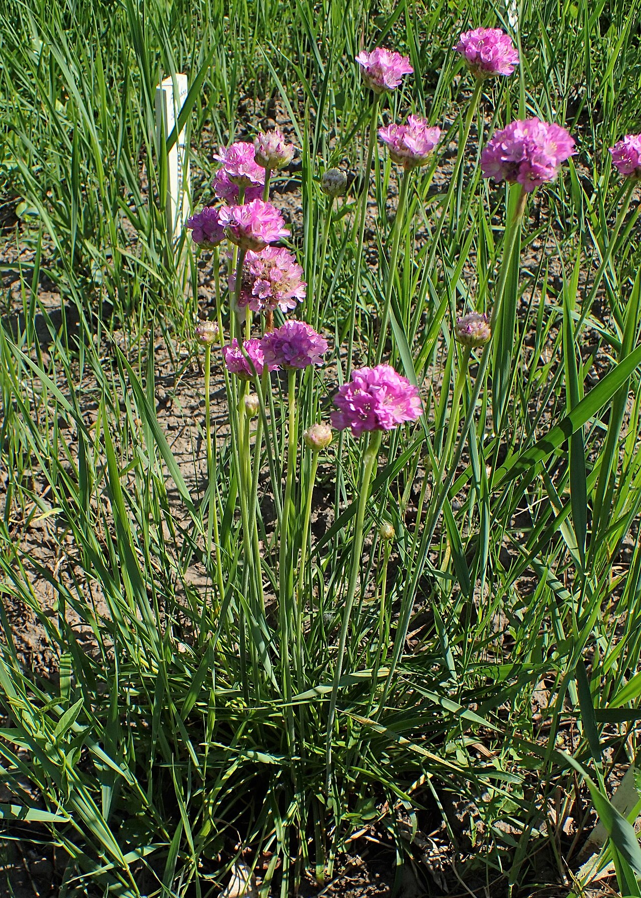 Armeria pinifolia: Armeria pinifolia in Botanical garden in Vácrátót